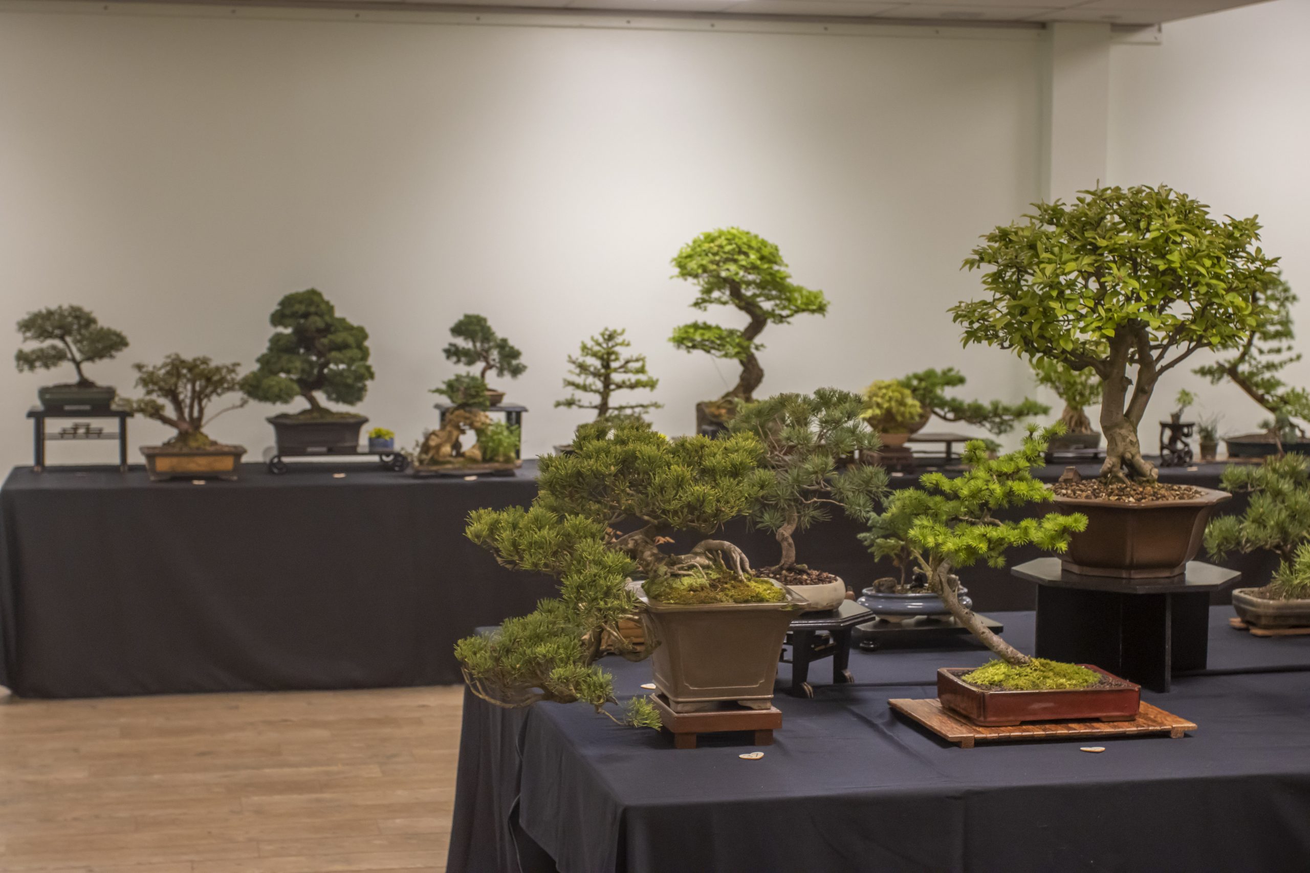 BONSAI SOCIETY EVENT (1)