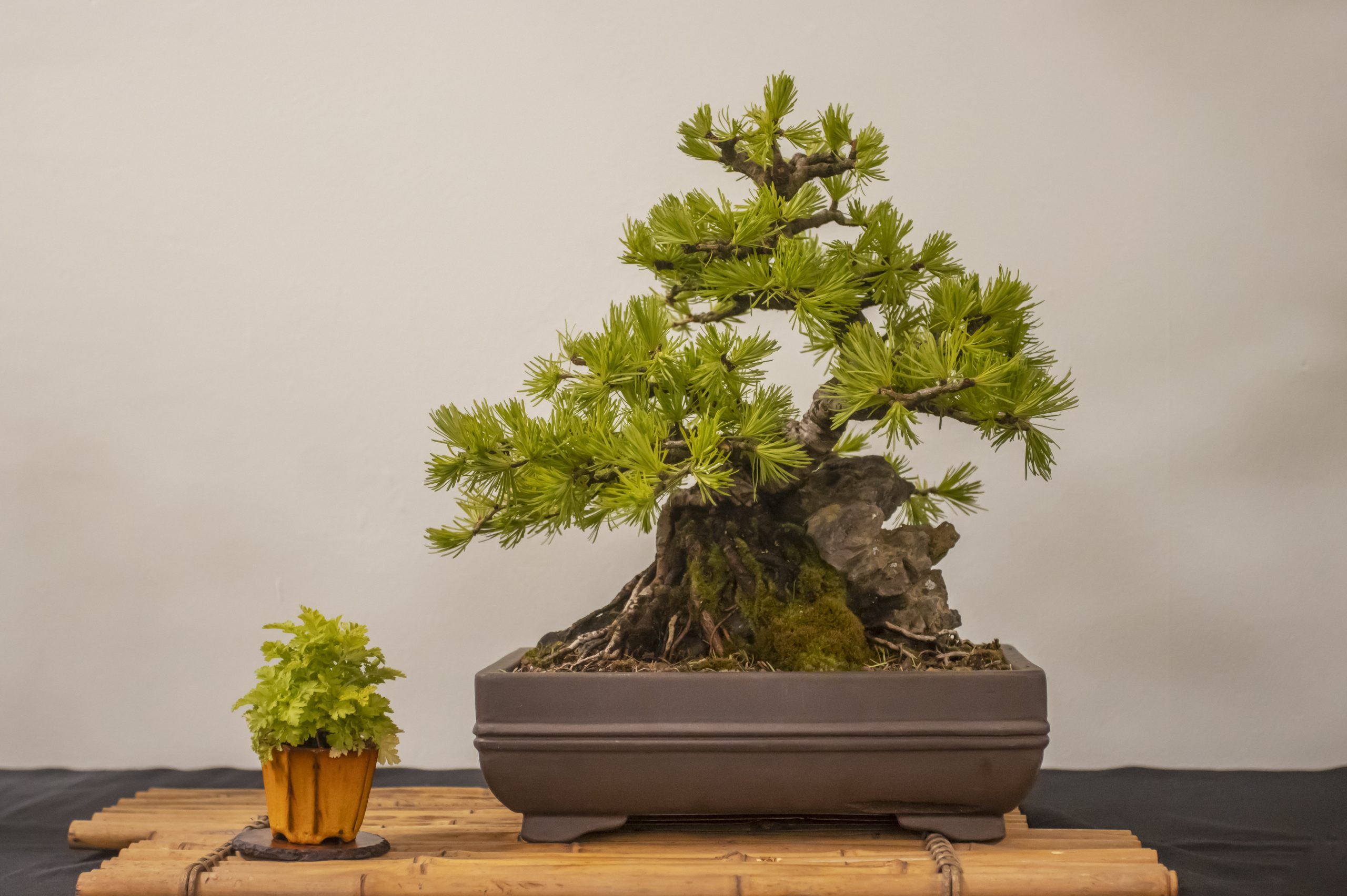 BONSAI SOCIETY EVENT (11)