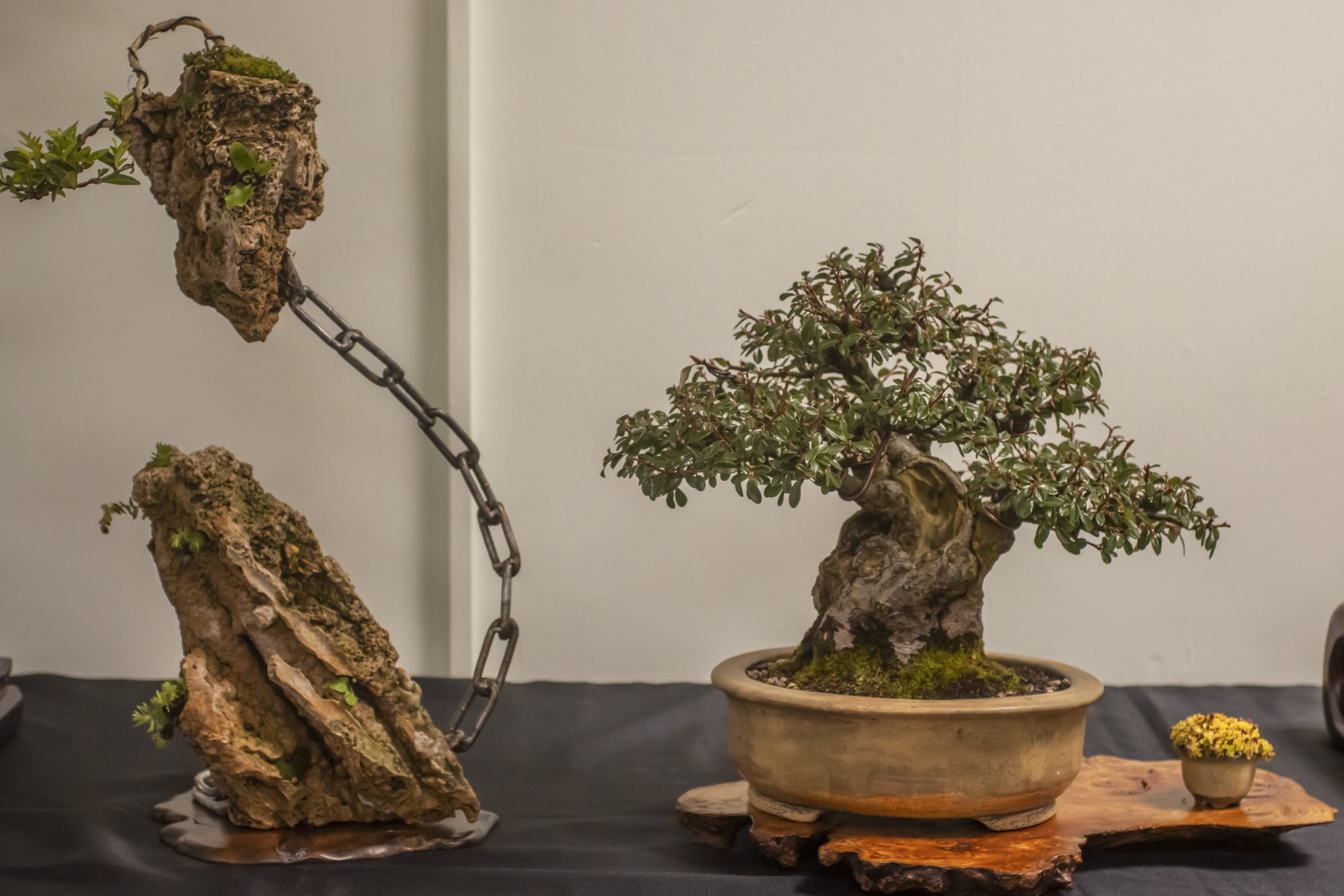 BONSAI SOCIETY EVENT (12)