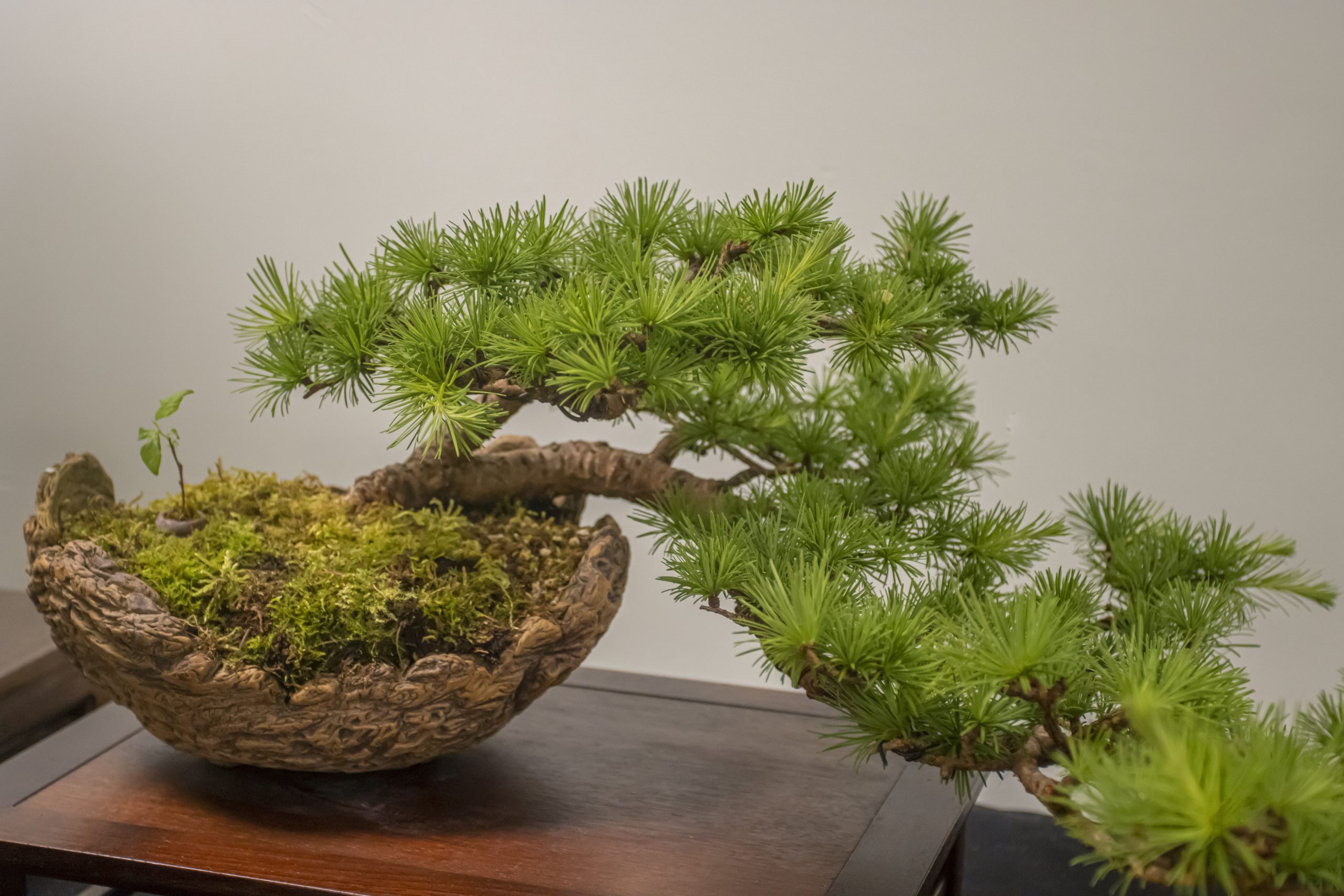 BONSAI SOCIETY EVENT (2)