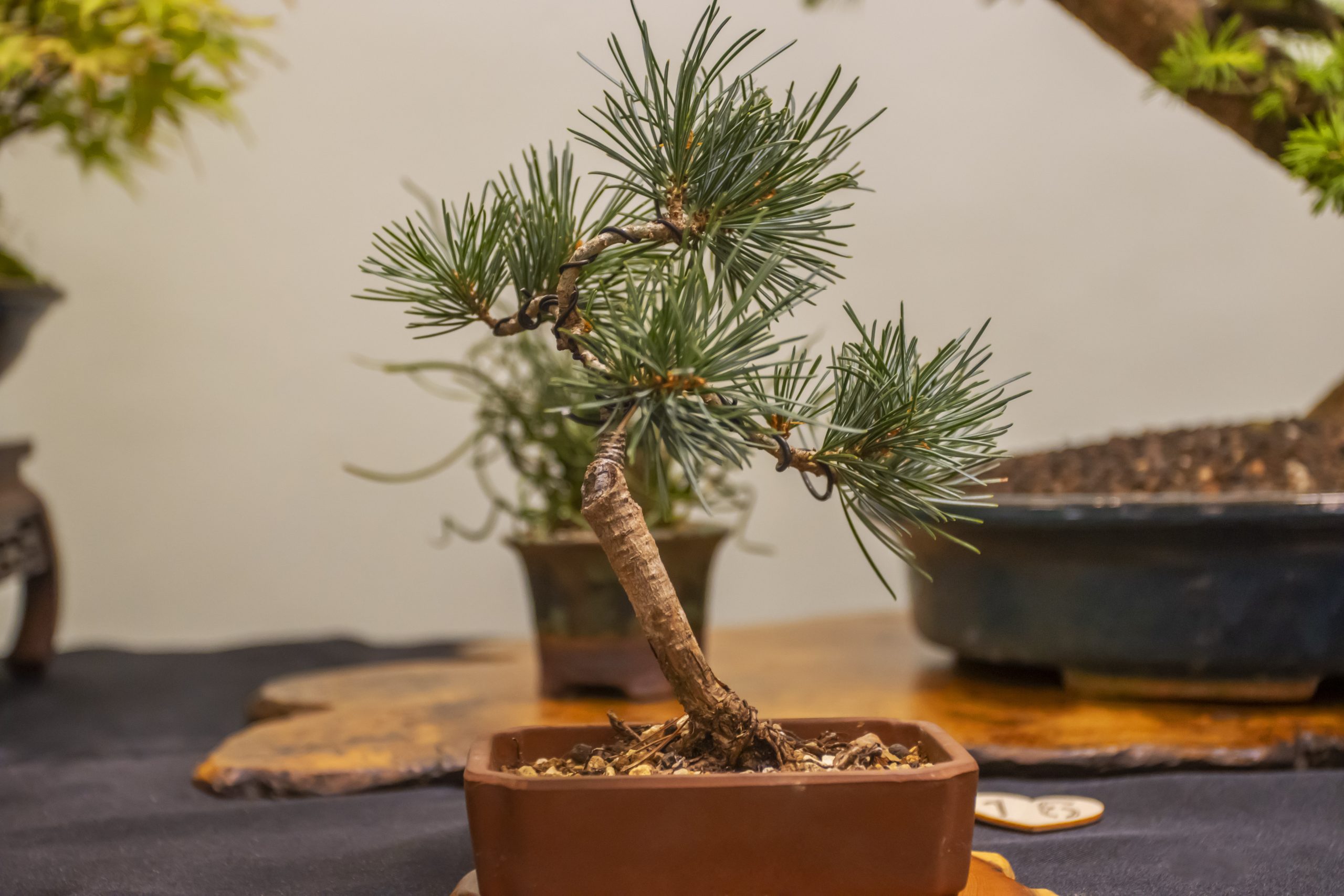 BONSAI SOCIETY EVENT (3)