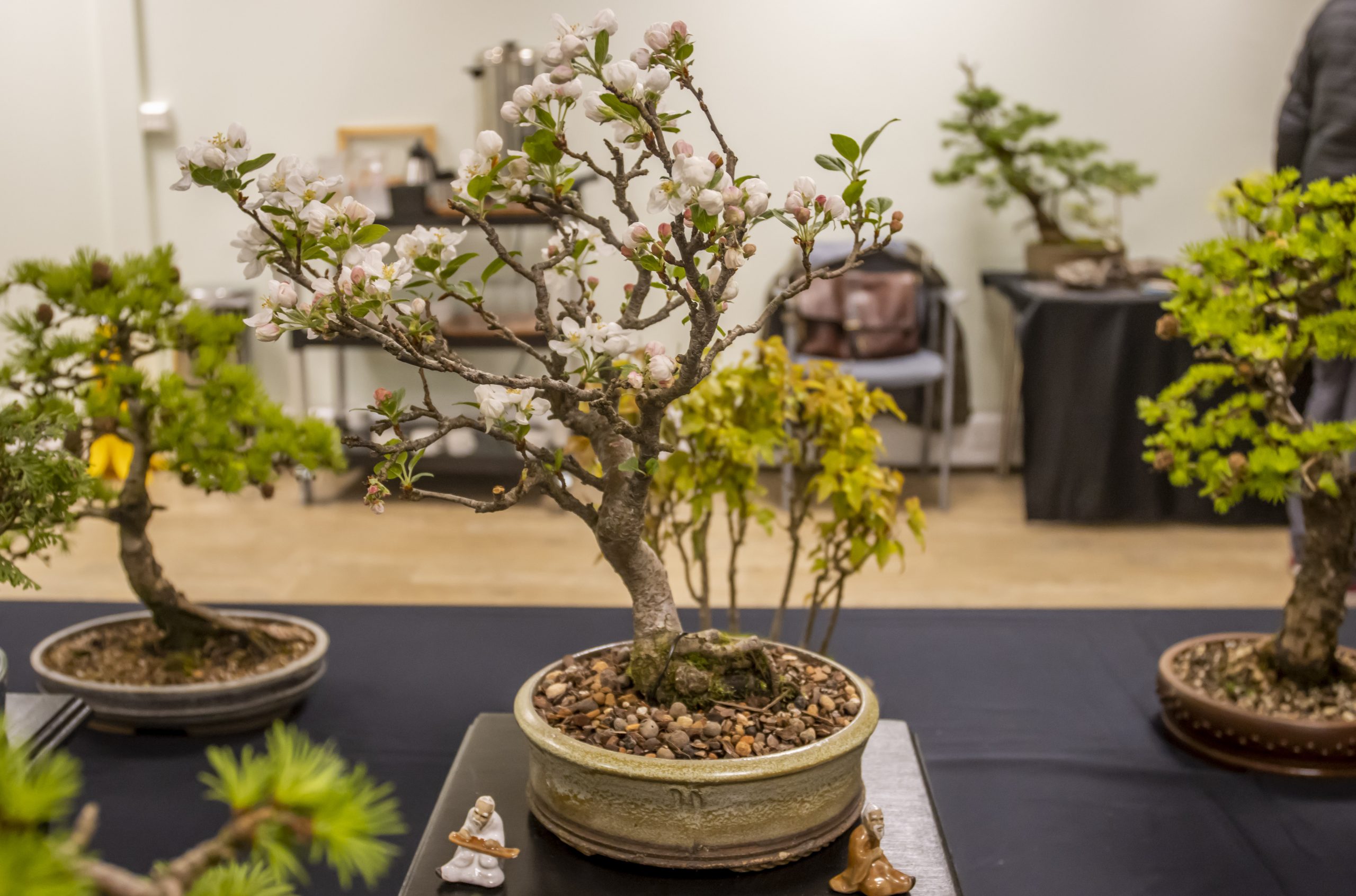 BONSAI SOCIETY EVENT (7)