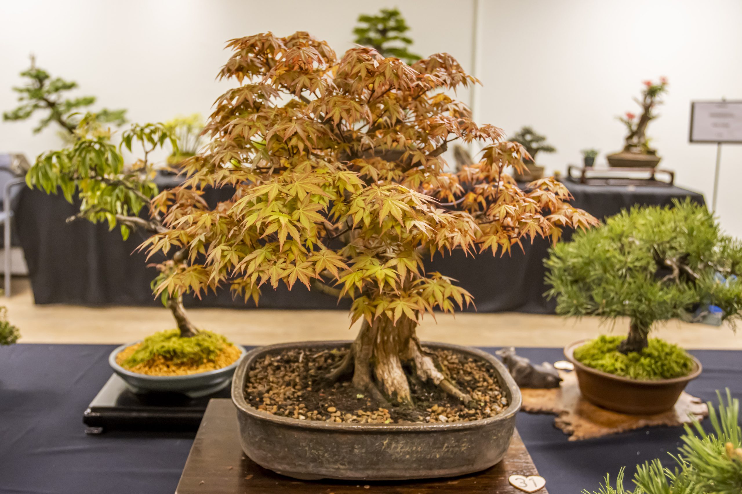 BONSAI SOCIETY EVENT (9)