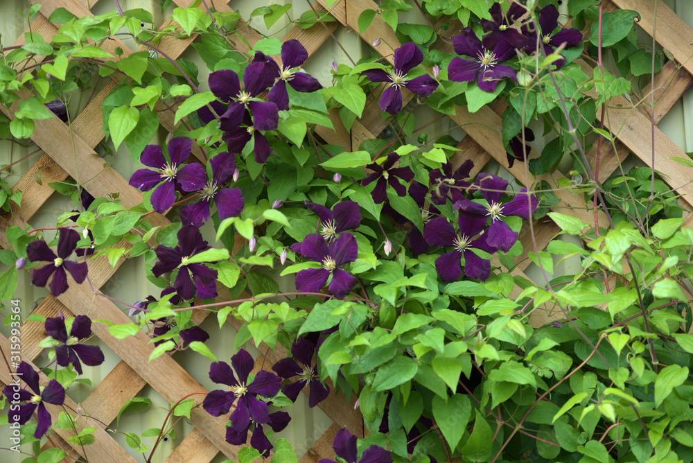 Image of purple climbing clematis