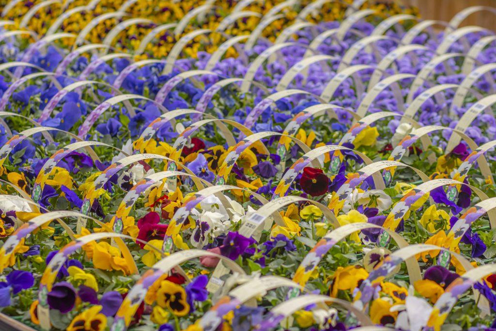 Image of purple and yellow pansy's lined up