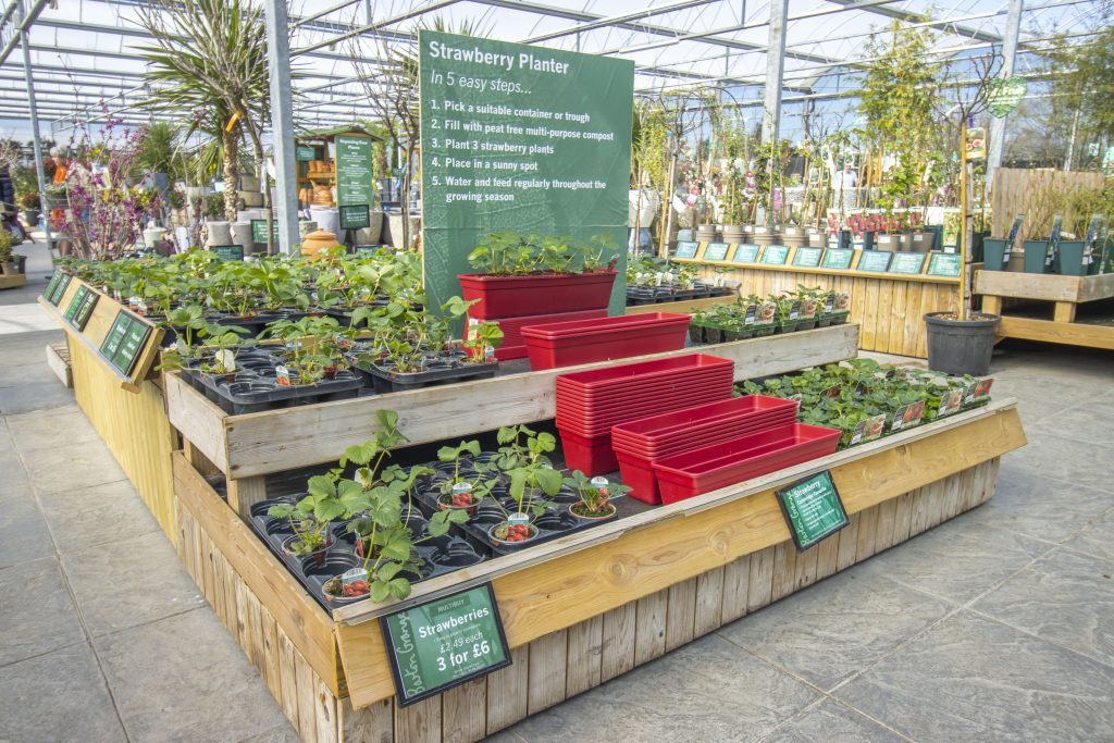Image of strawberry plants and red planters with instructions on 5 easy steps to plant your strawberry with garden centre in background.