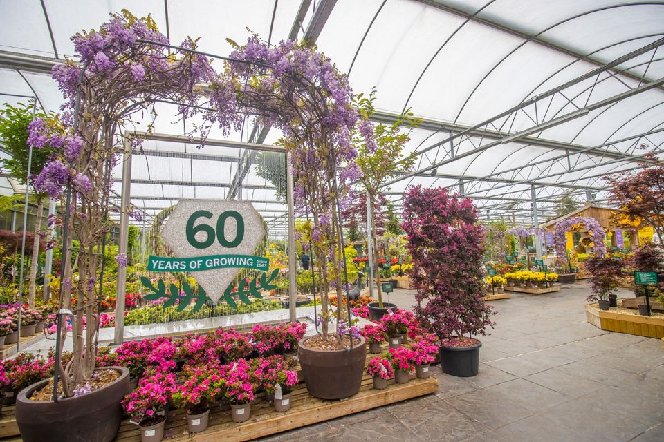 Image of the front of the plant area. Display includes 60 years of growing diamond sign hanging in between wisteria arches and surrounded by pink azaleas.