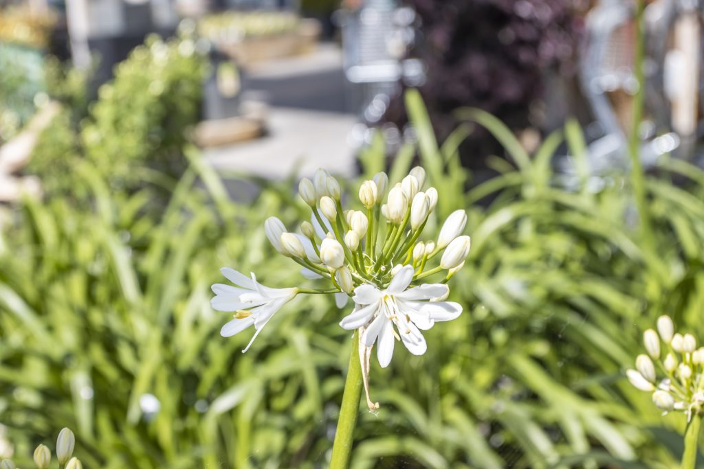 Inspired by the Chelsea Flower Show - an image of white Agapanthus