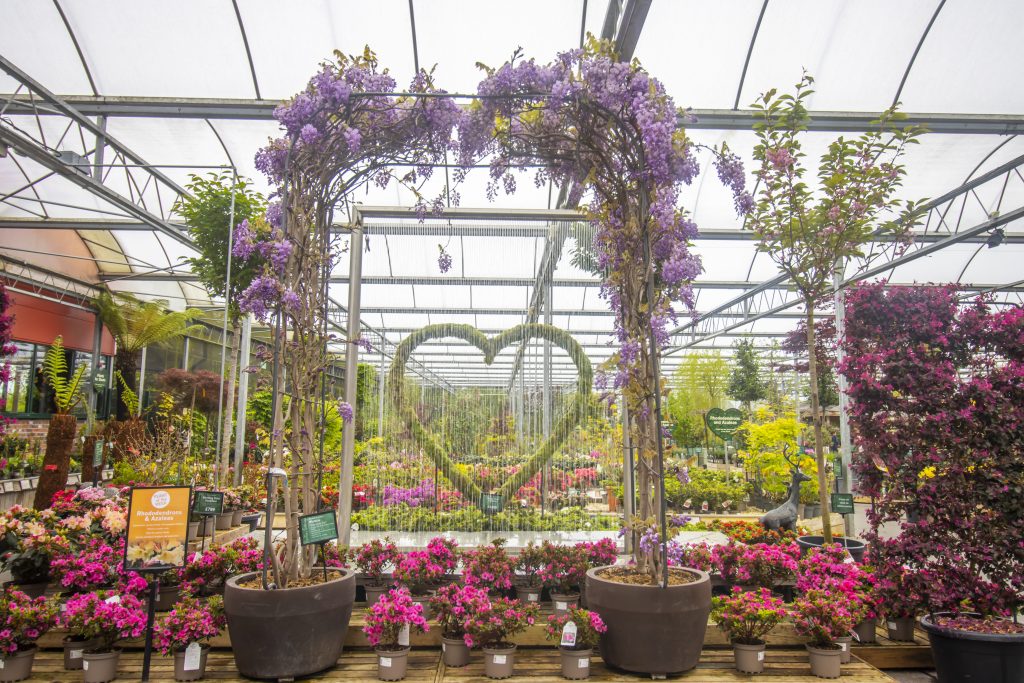 Inspired by the Chelsea Flower Show - an image of Wisteria arch