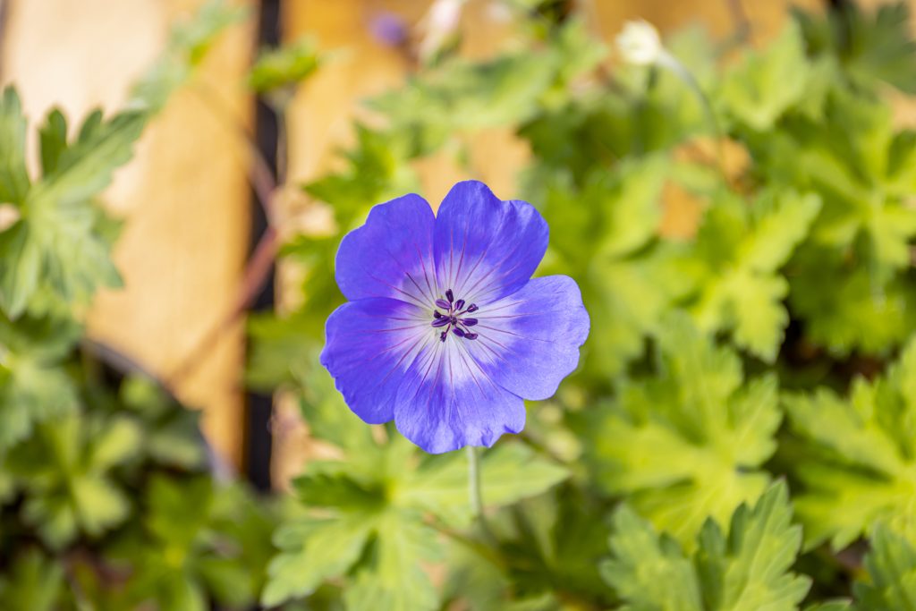 An image of Geranium Rozanne