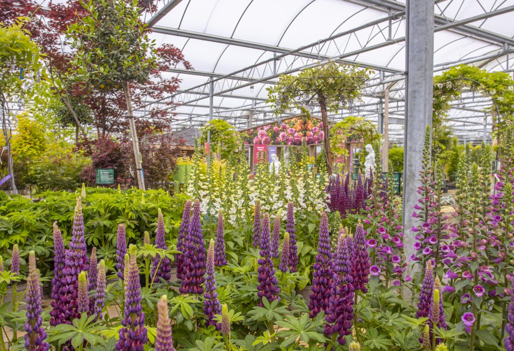 Inspired by the Chelsea Flower Show - an image of purple lupins and digitalis