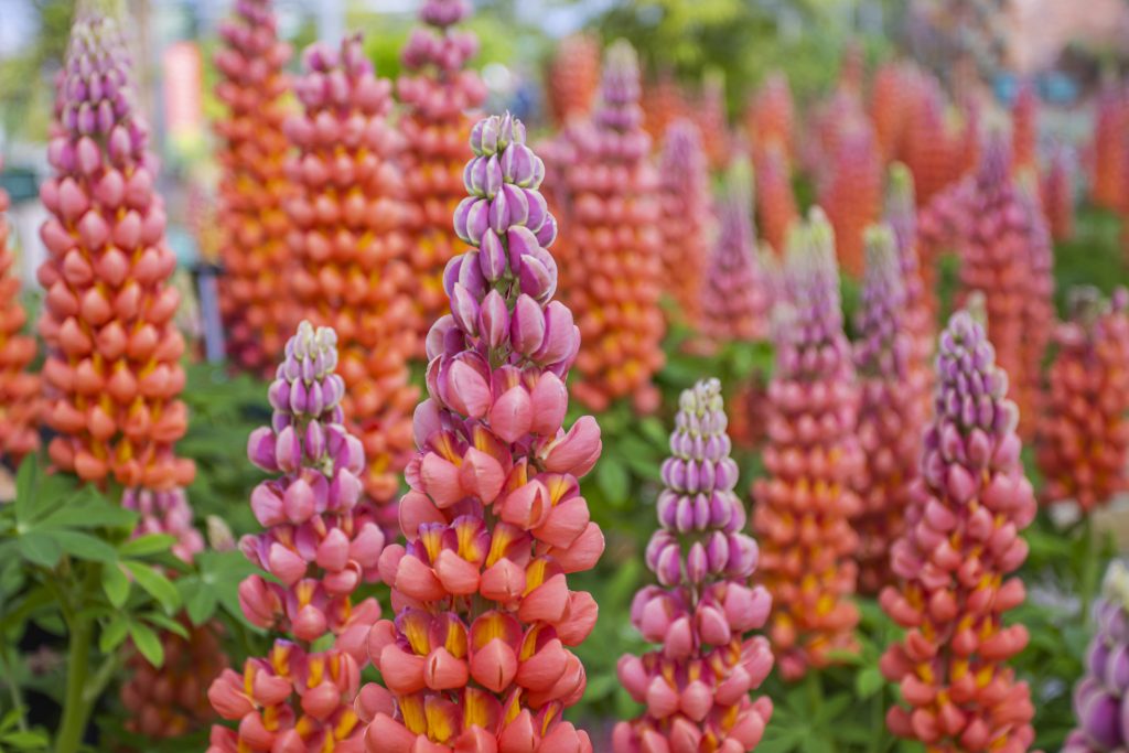 Inspired by the Chelsea Flower Show - an image of peach lupins