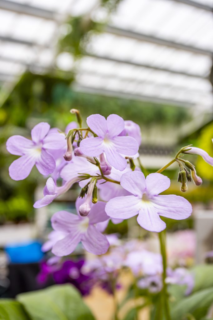 Streptocarpus decadent purple flowers.