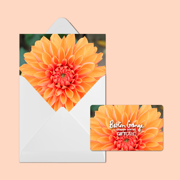 Orange Dahlia 2