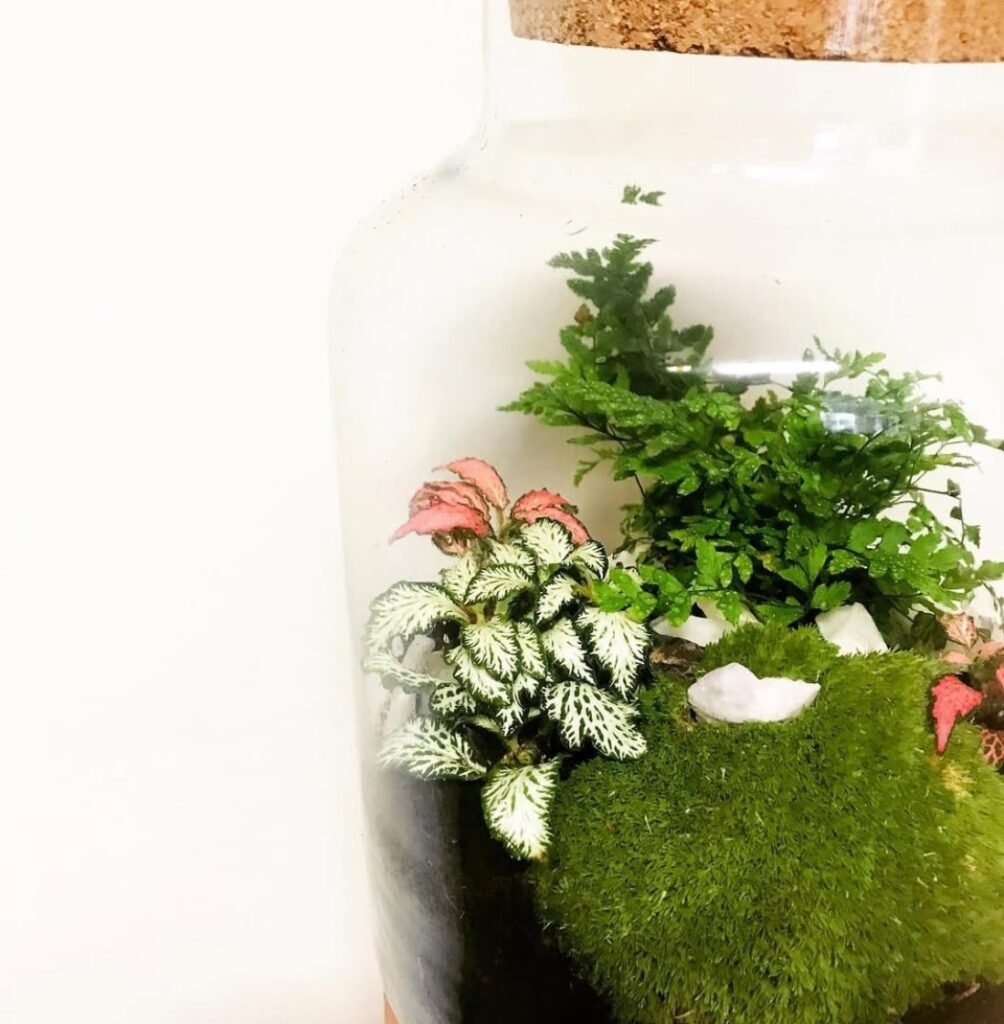 Corked Terrarium