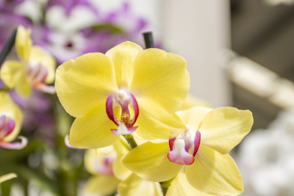 ORCHIDS (2)
