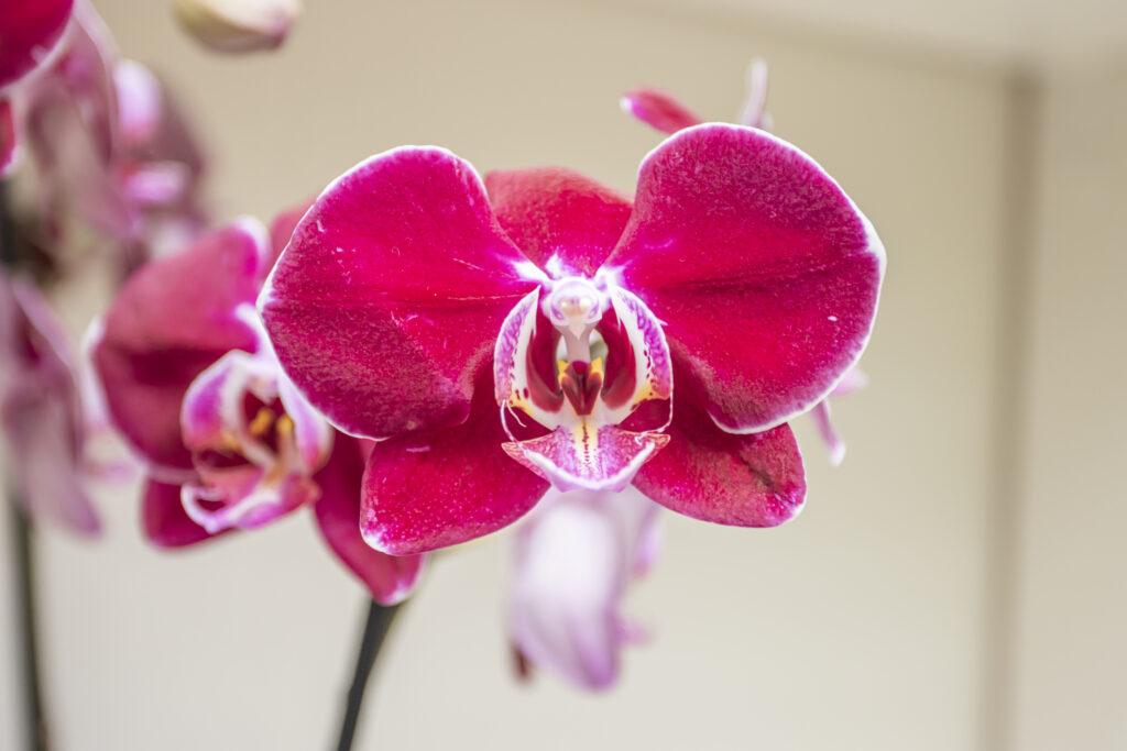 ORCHIDS (3)