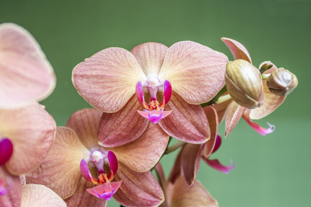 ORCHIDS (5)