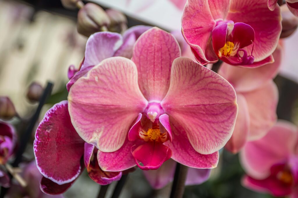 orchid phaleanopsis (1)