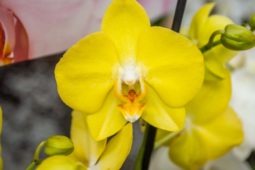 orchid yellow